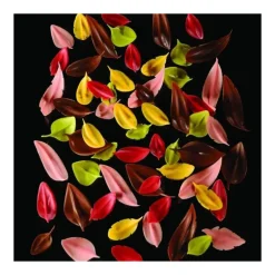 Couteau Inox Plume 12 x 2,4 cm Flychoc Pavoni